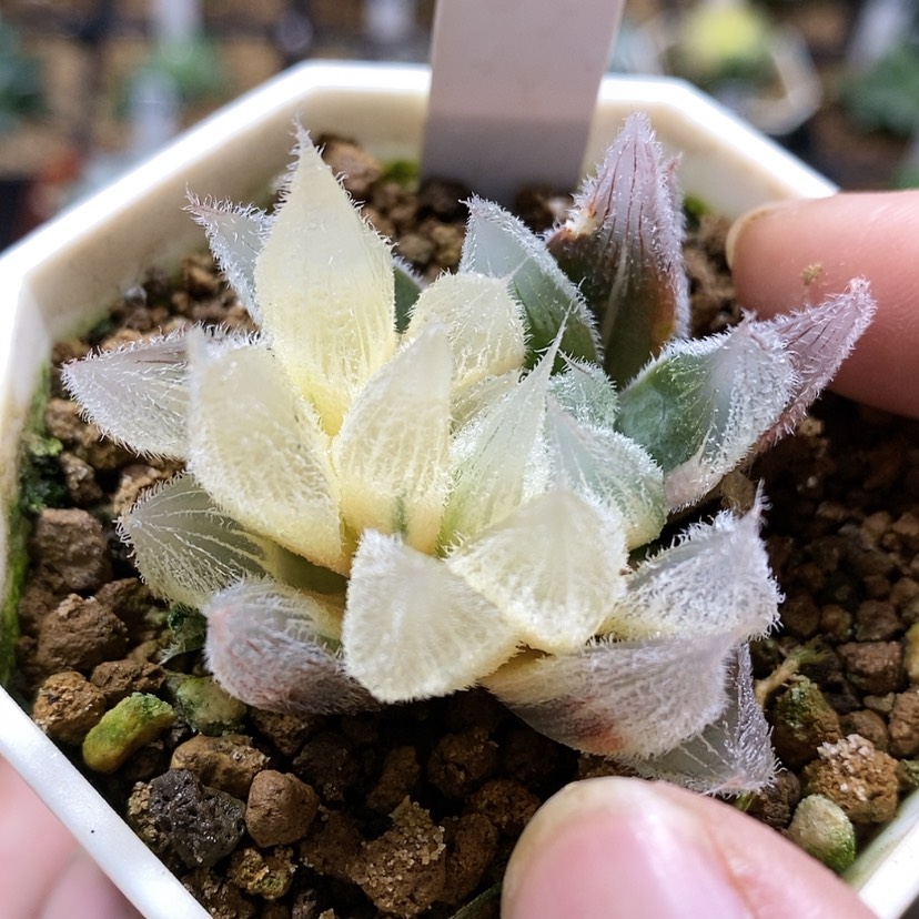 【闪购商品】314 毛玉露292