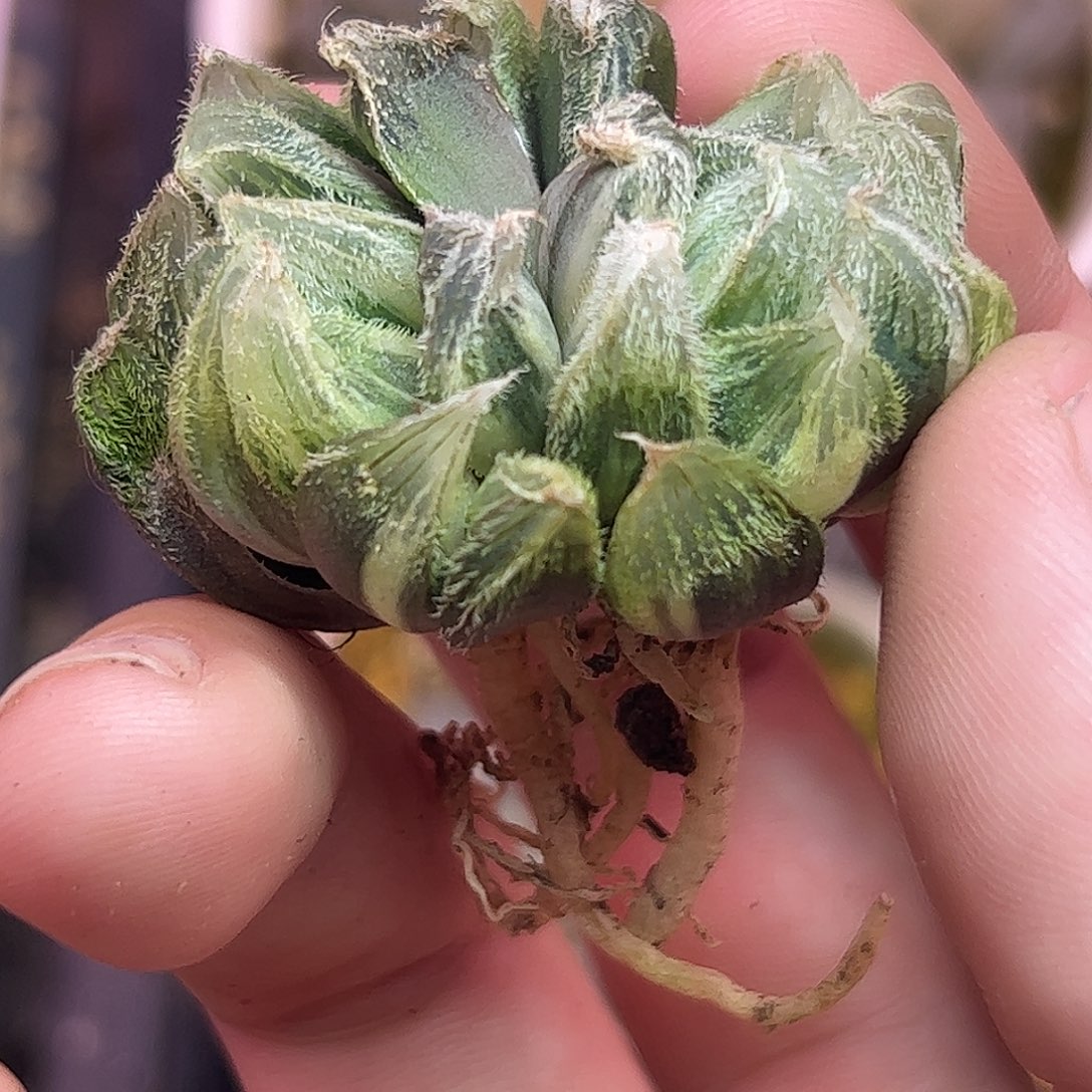 292锦十二卷多肉植物