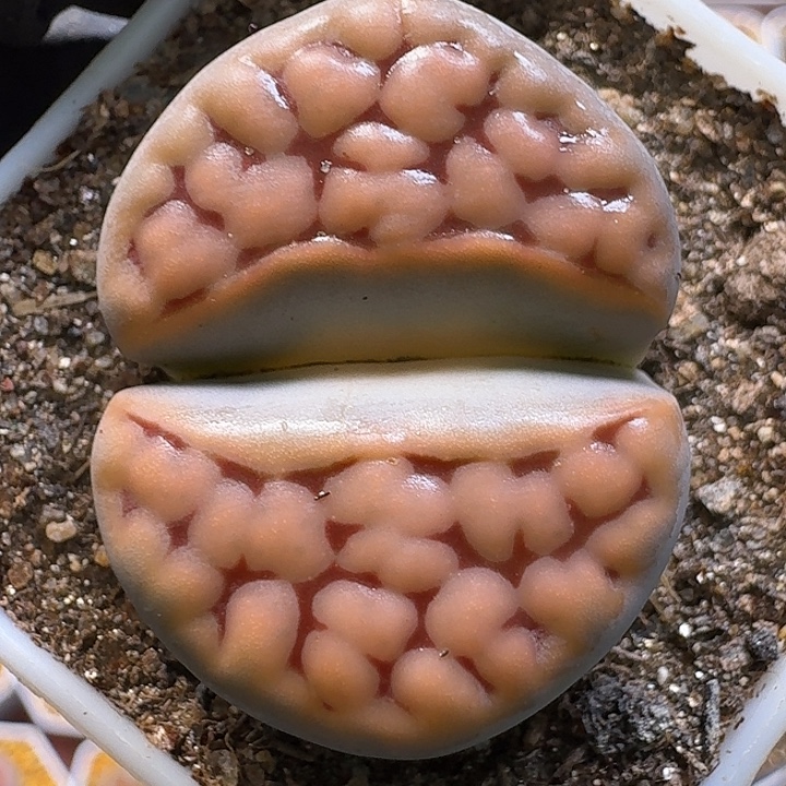 生石花111111。  338