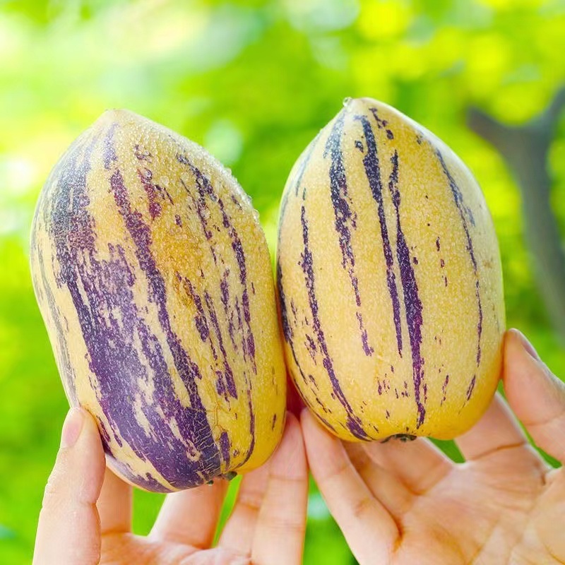 甘肃民勤黄肉树熟人参果带箱5斤大果约7-15个装坏果包赔