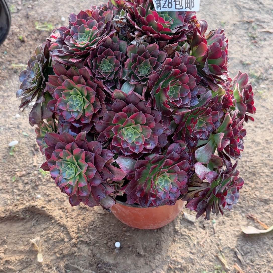 A.   8915安娜多肉