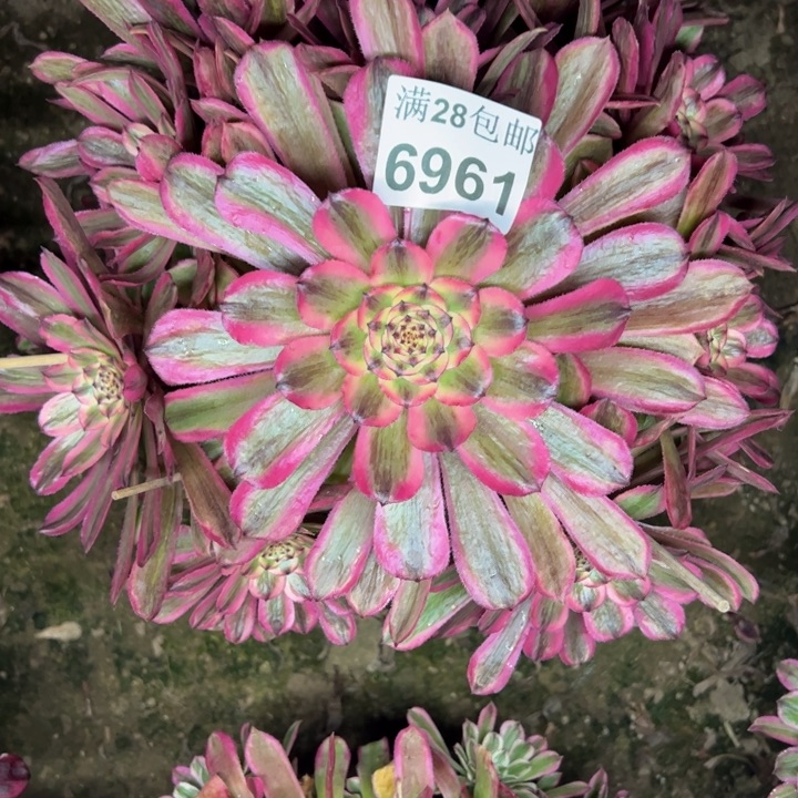 6961粉钻多肉植物