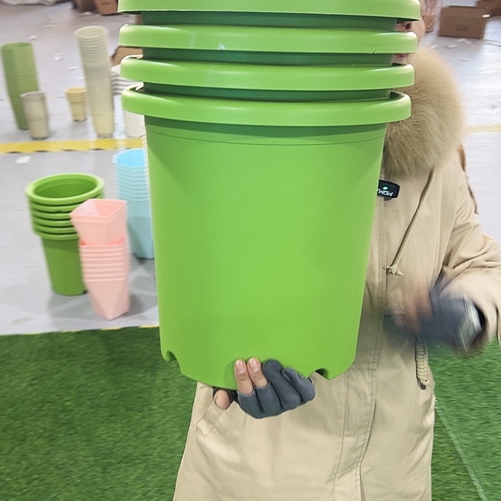 微瑕7号四季口33高33果绿无托6只