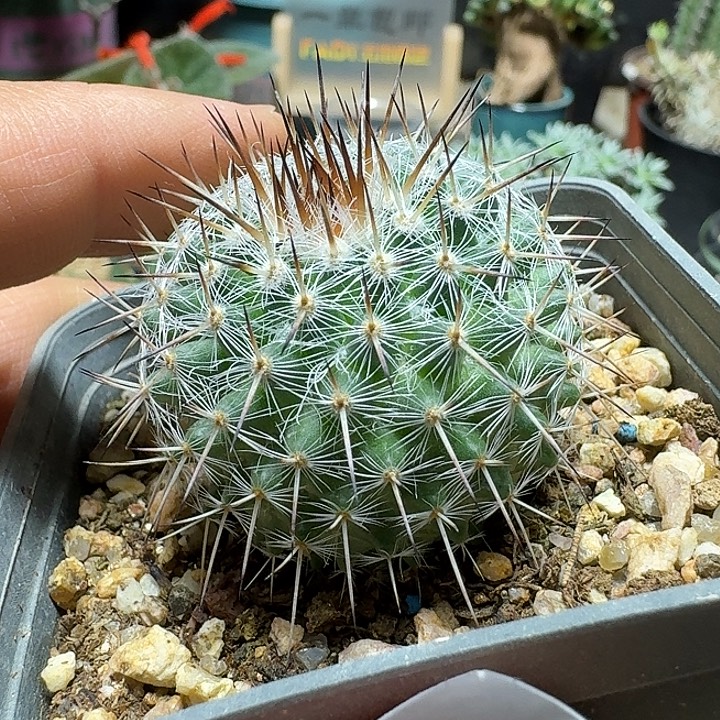 237白王丸脱土发货