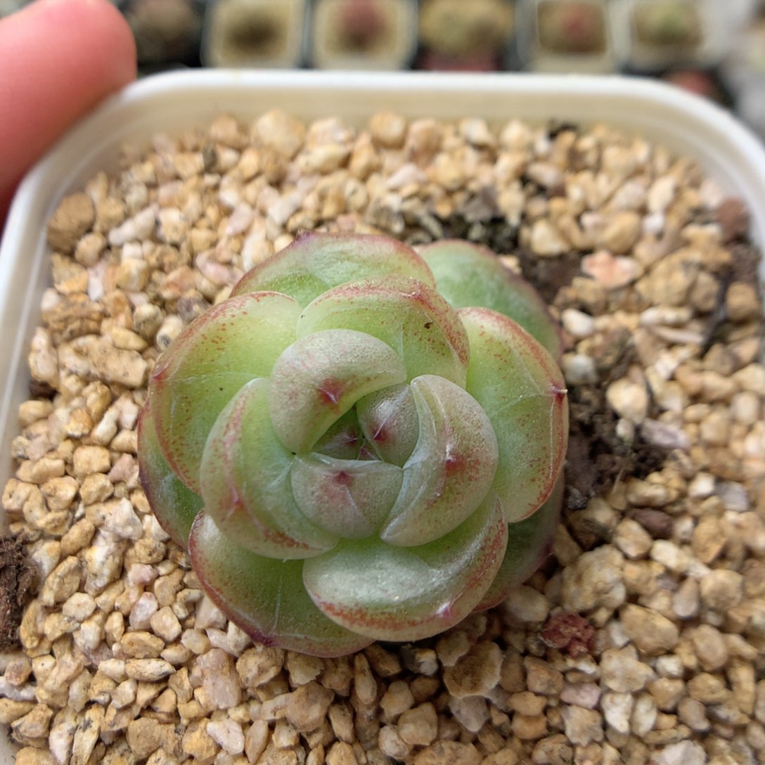 W86，柿子多肉20包邮，偏远地区不发货