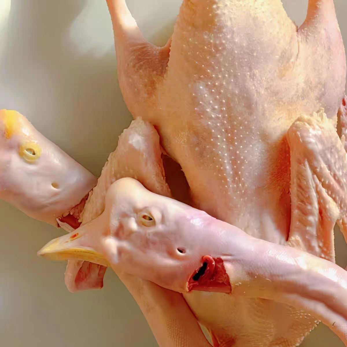 江苏老鹅农家散养老鹅老鹅肉现杀老鹅带包老鹅老鹅白条正宗新鲜