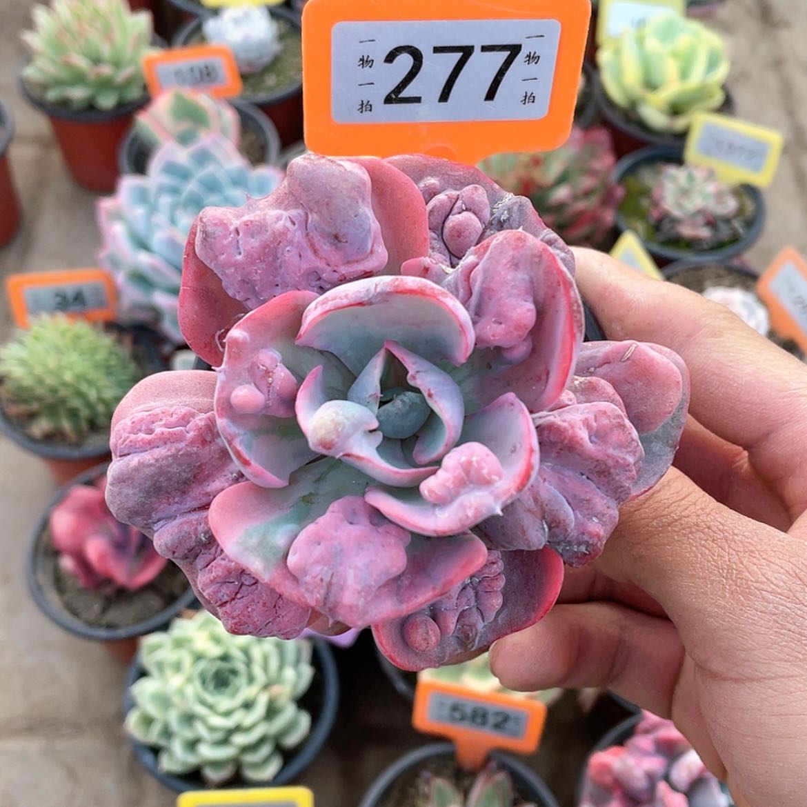 【闪购商品】277号