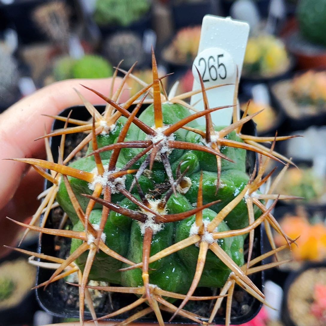 非偏远地区满25包邮仙人球