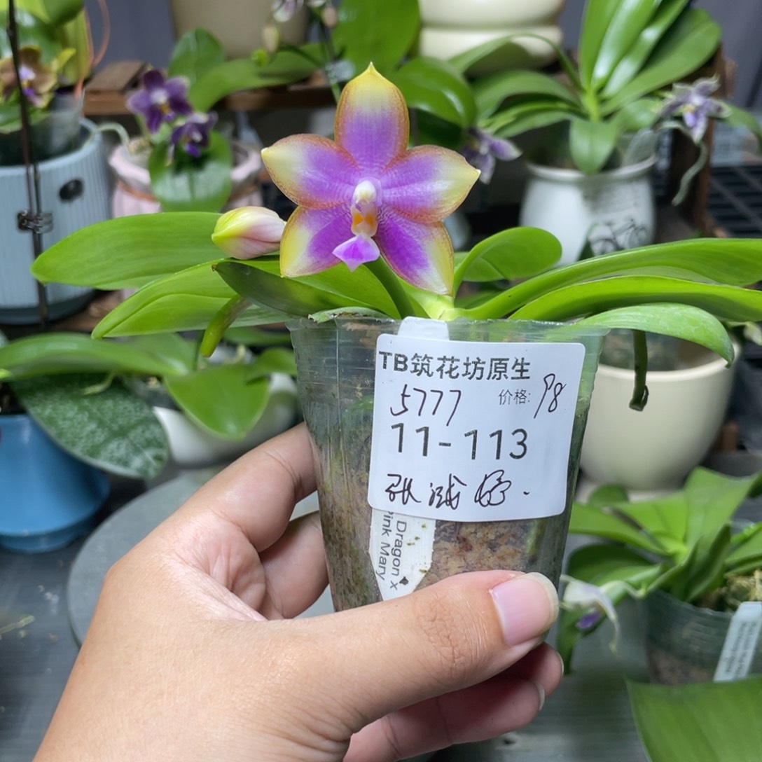 完全开放5777专拍