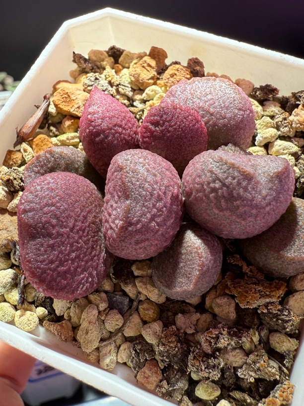 盲盒水泡，带盆发货满88包顺丰