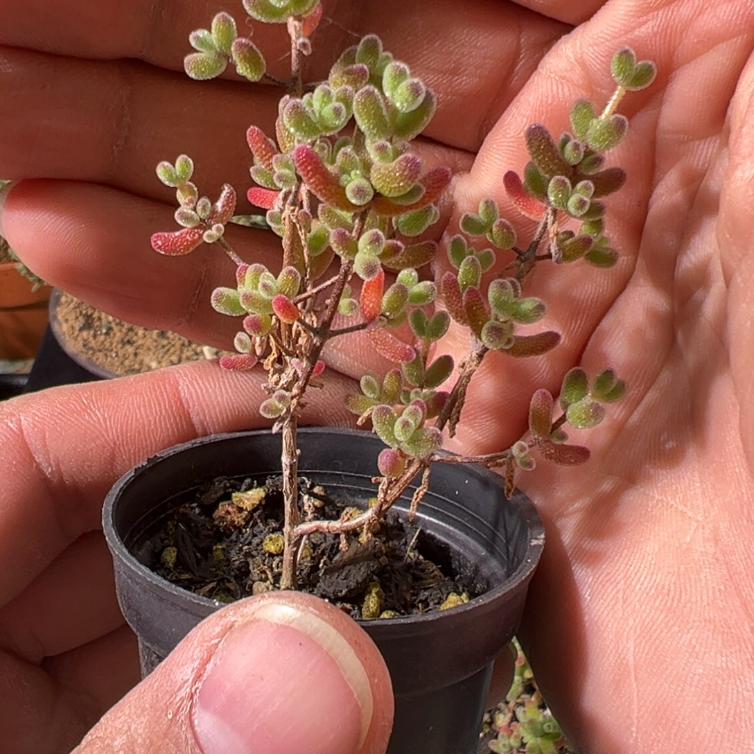 冰糖50倍老桩福利