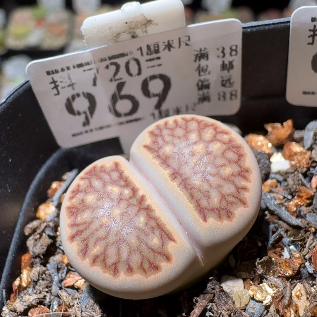 Sss精品清仓价969