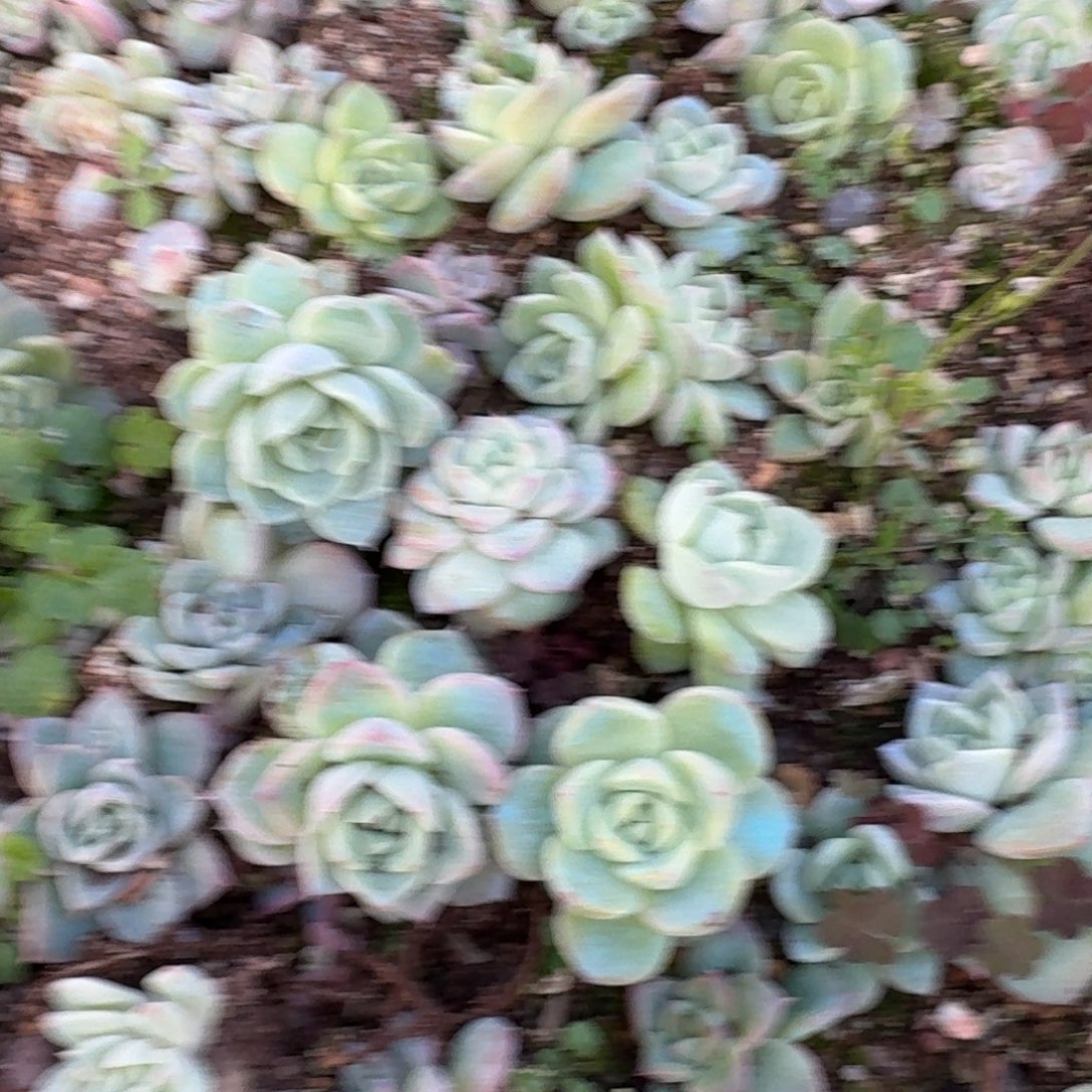 6-59地栽珍妮十棵量拍发货