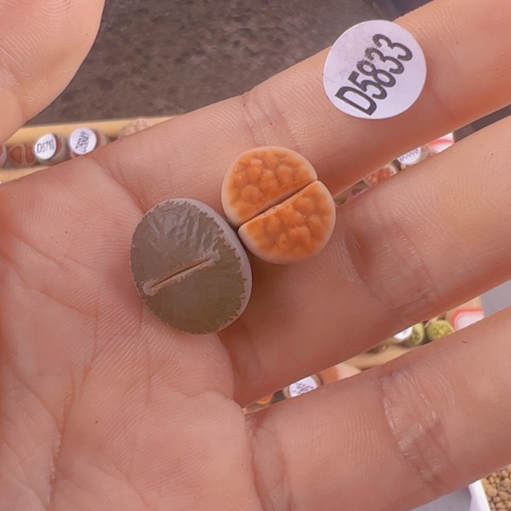 D5833 开播福利 岛田C153+冰橙