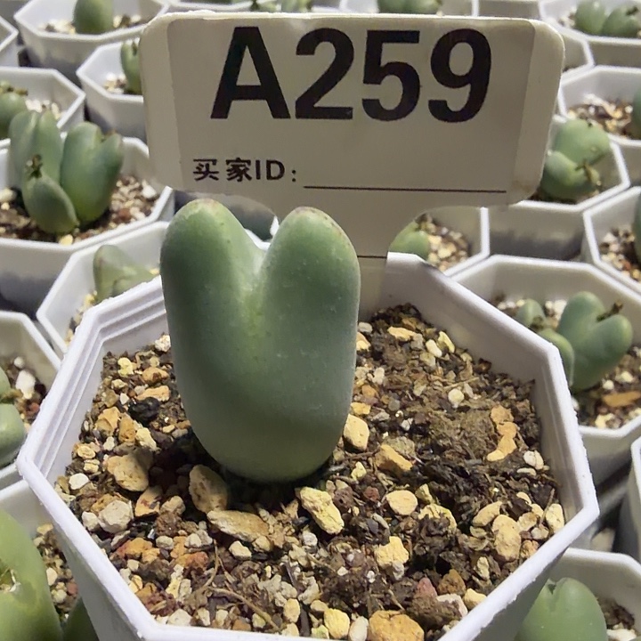 糖****259。满38包邮肉锥