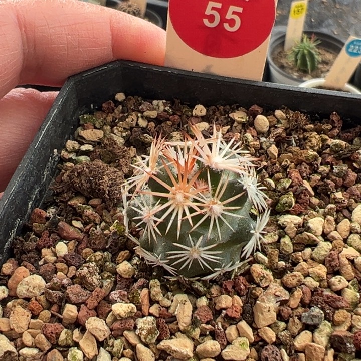 实生雪花丸一棵仙人球