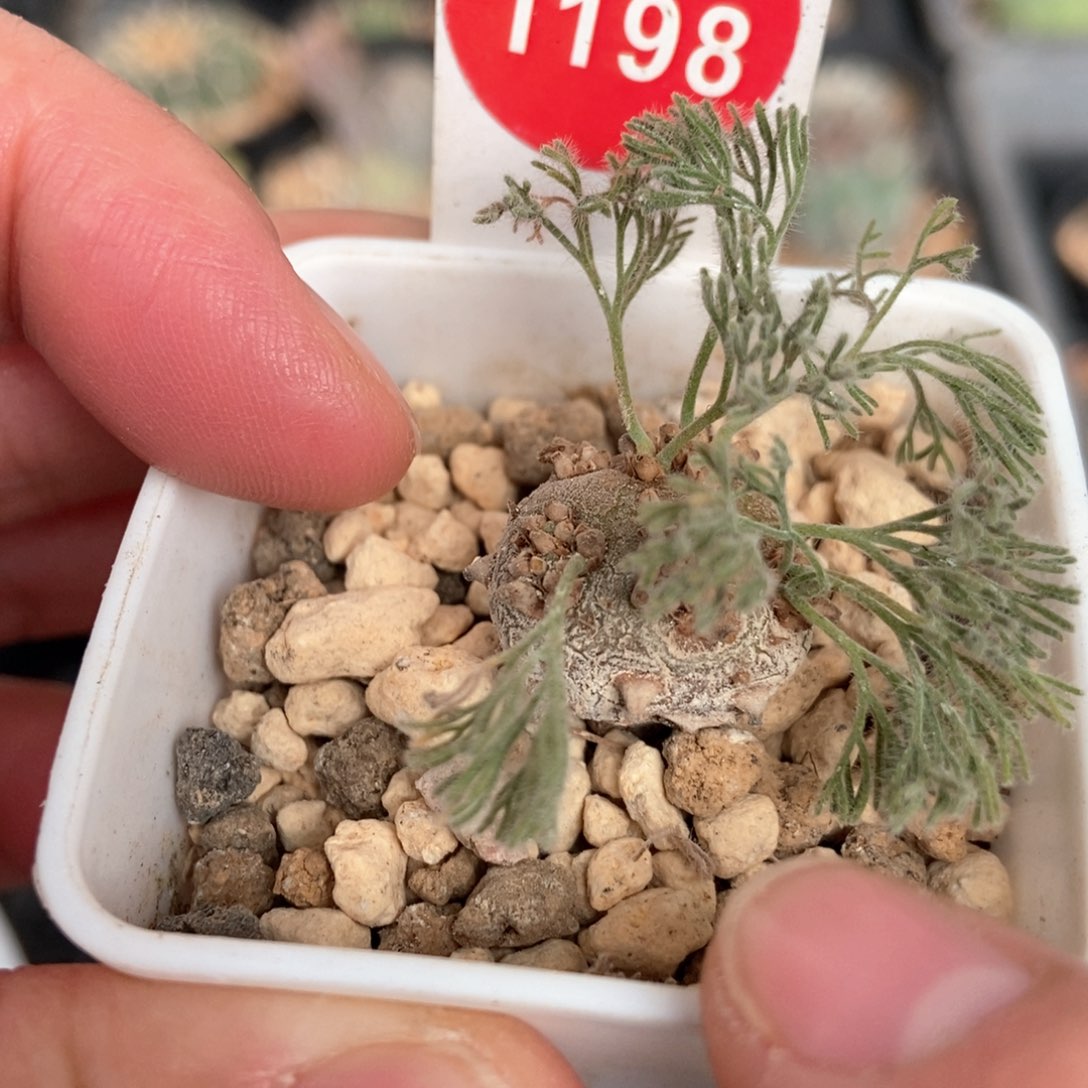 白皮月界一颗1.7cm