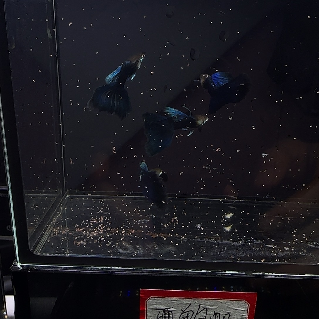 孔雀鱼180蓝礼服公鱼四条