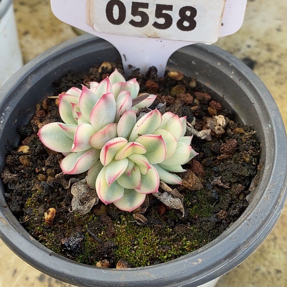 姬***君558群生哈哈哈哈哈