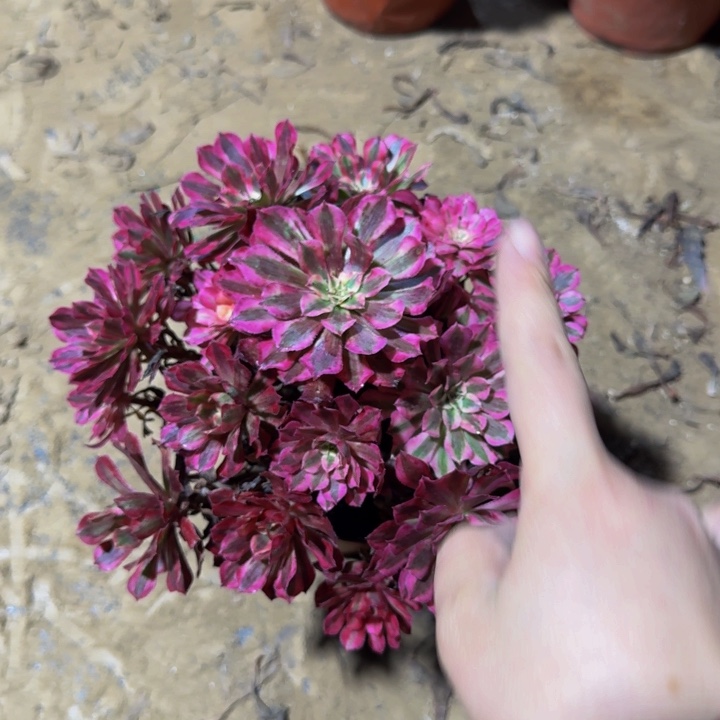 红彤白掐心12.8。 