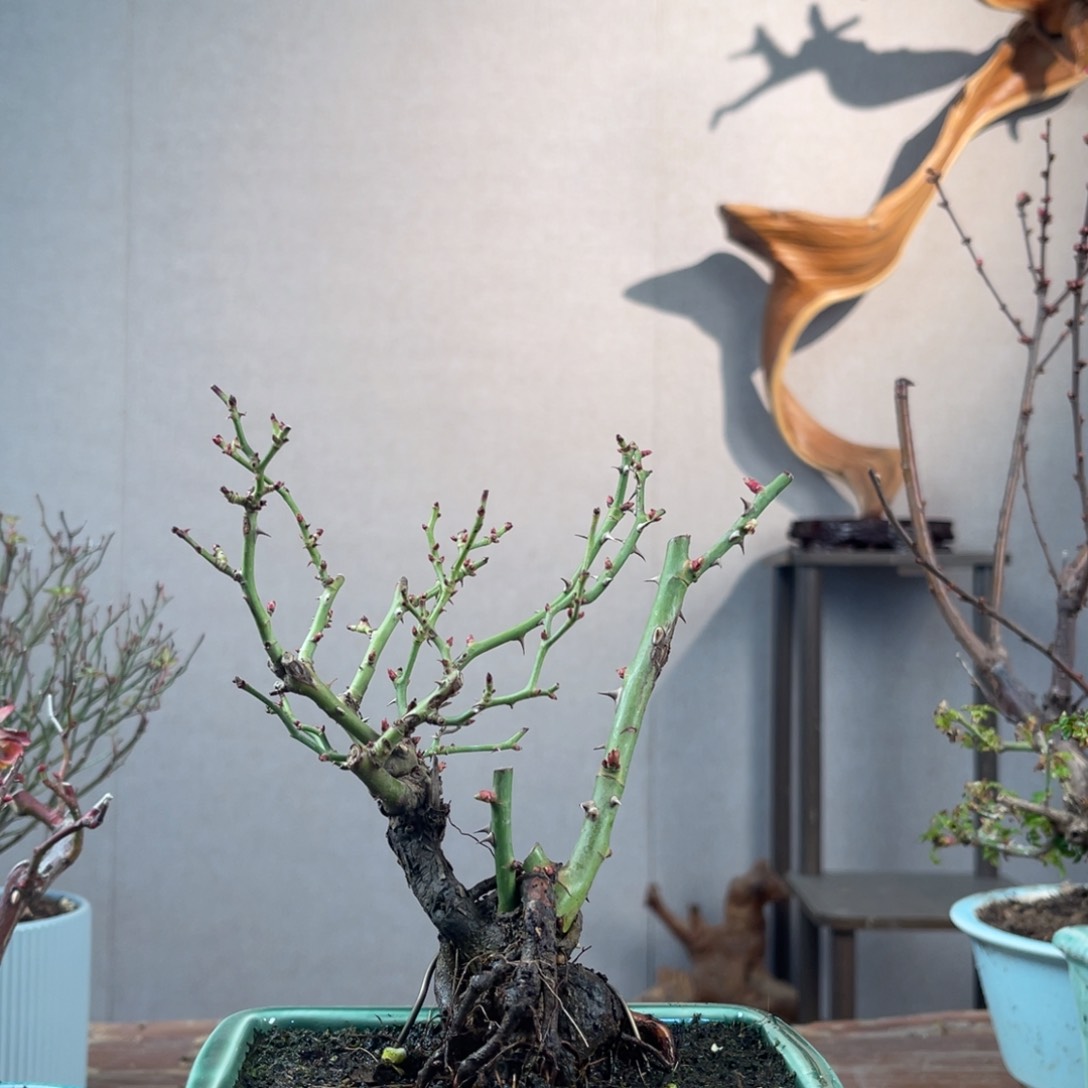 微月季盆景1111111笃*!