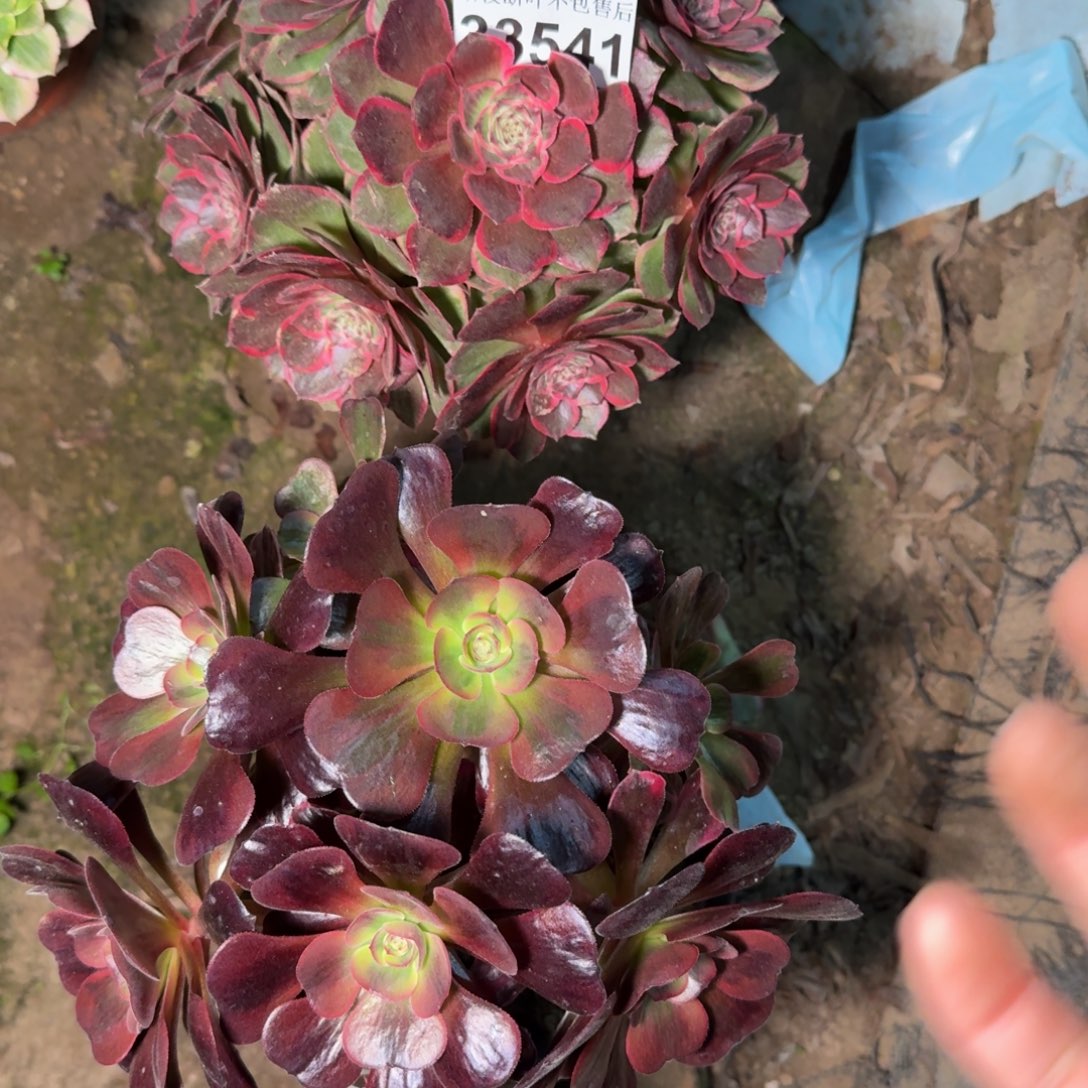 33541两颗多肉zhiwu