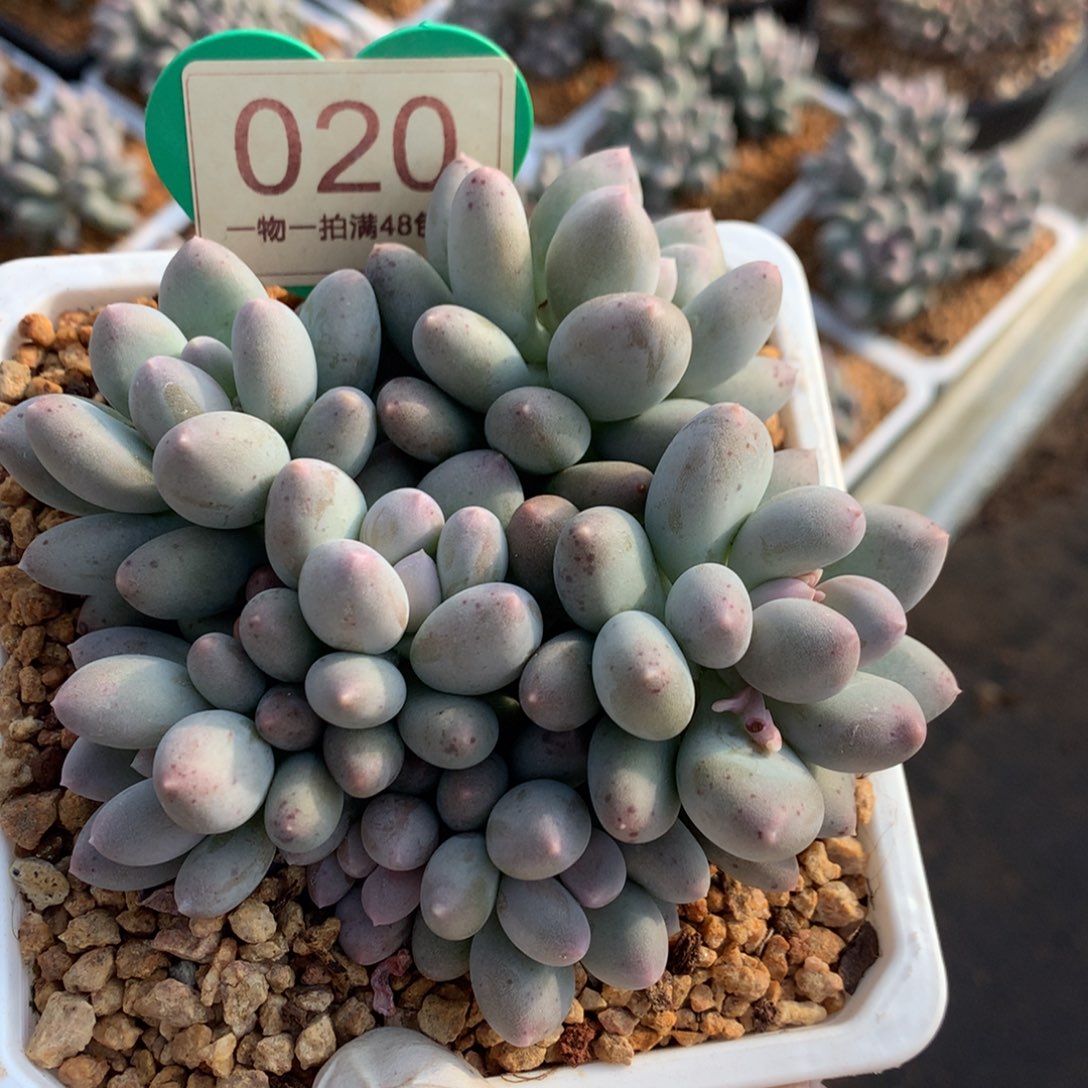 溜溜球无砍平头020