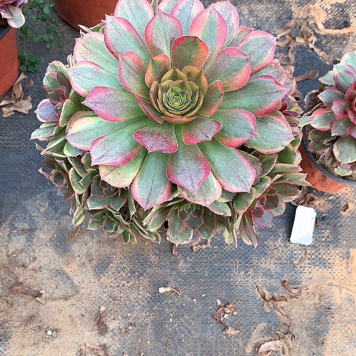 多肉植物火狐67号号