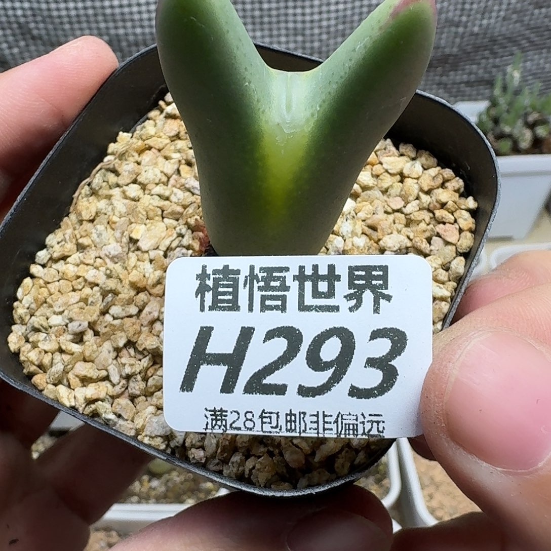 多肉植物的人生fhbn
