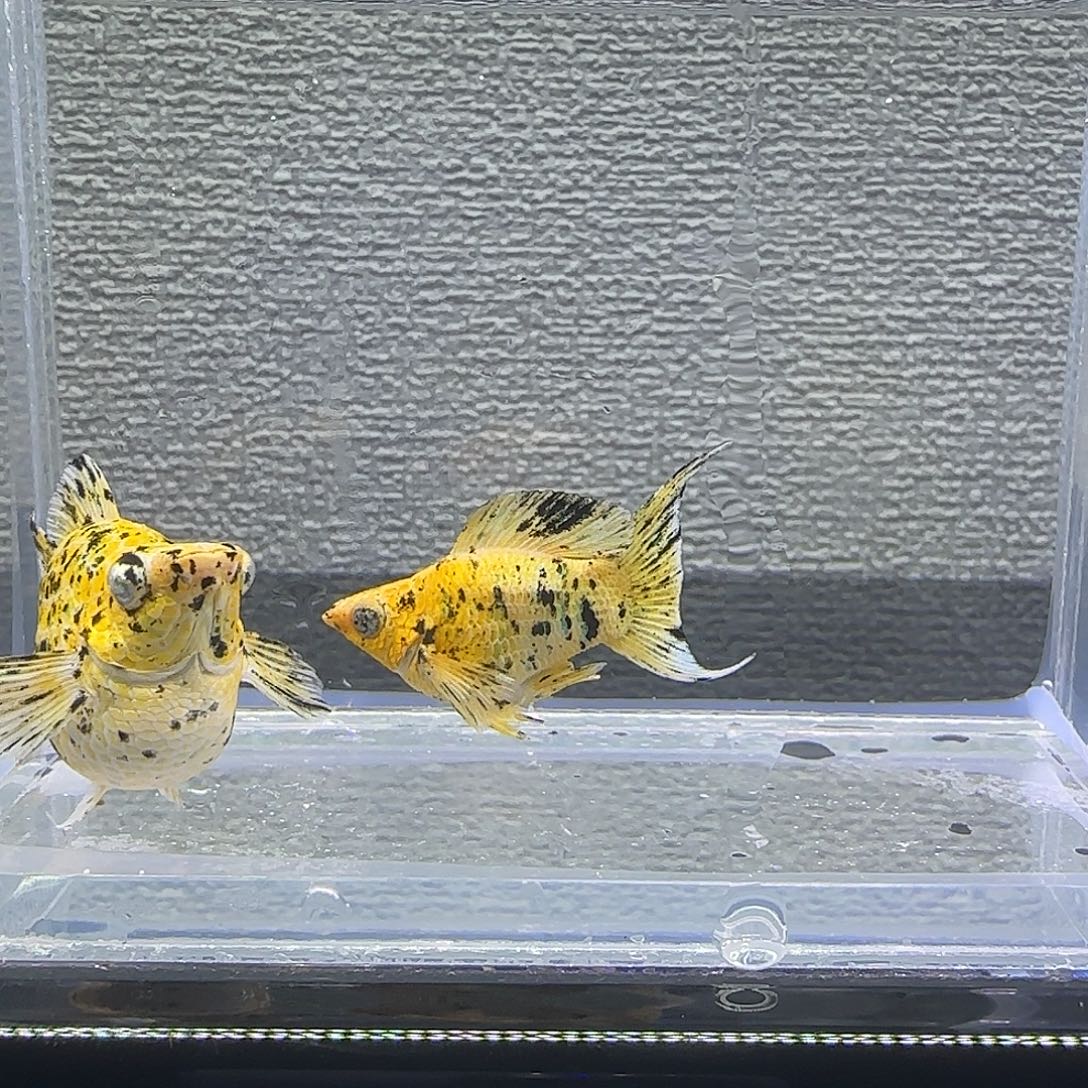 黑玛丽鱼花豹钻石眼