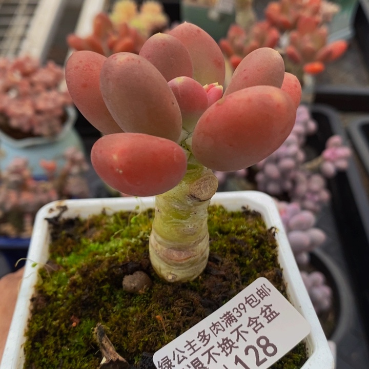 单头金蝉128多肉植物