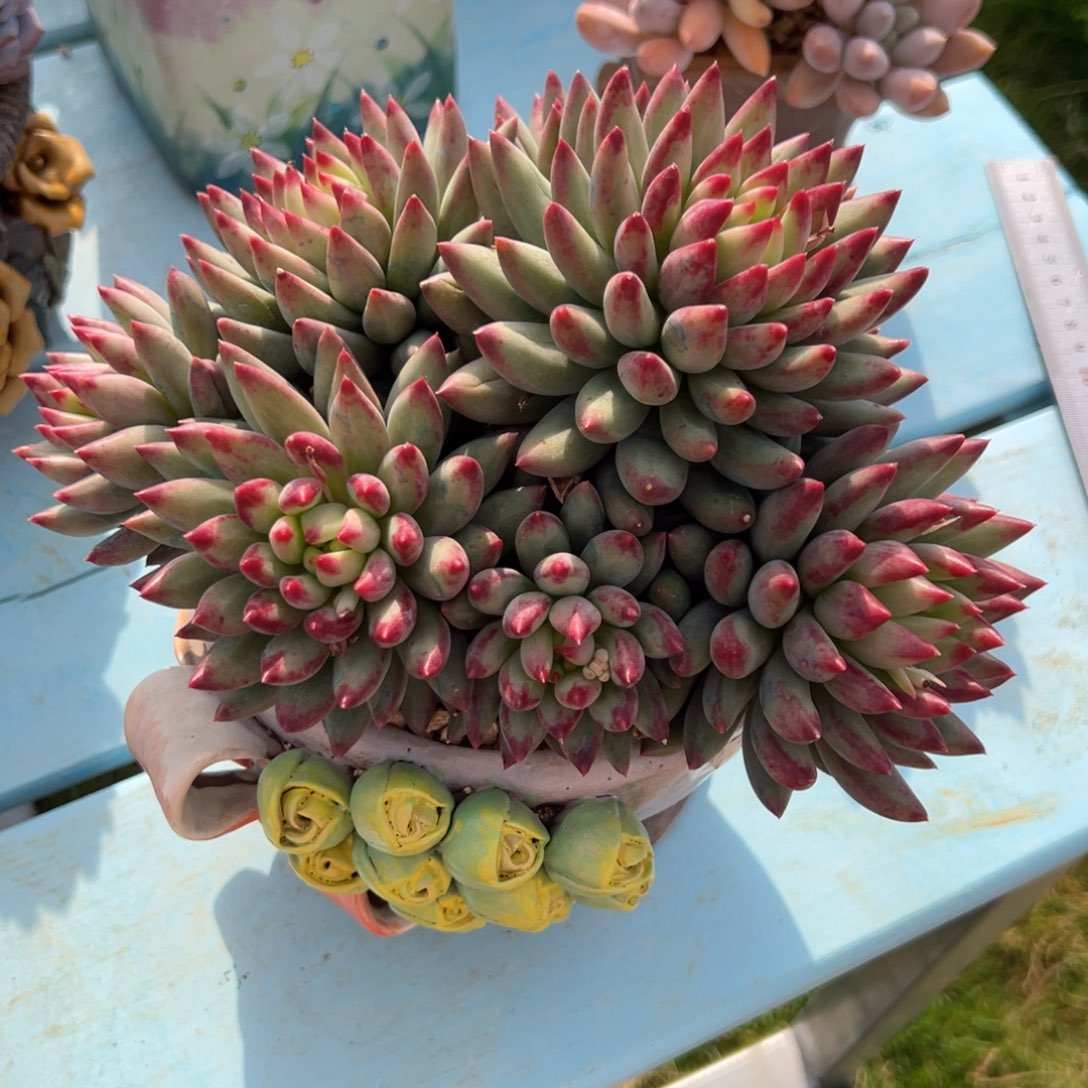 香***儿二代虞美人一物一拍