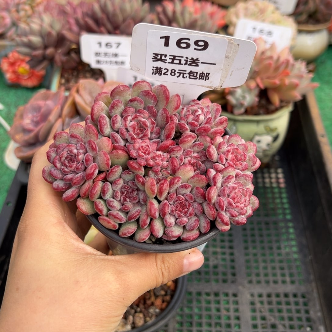 表妹精品多肉植物169.