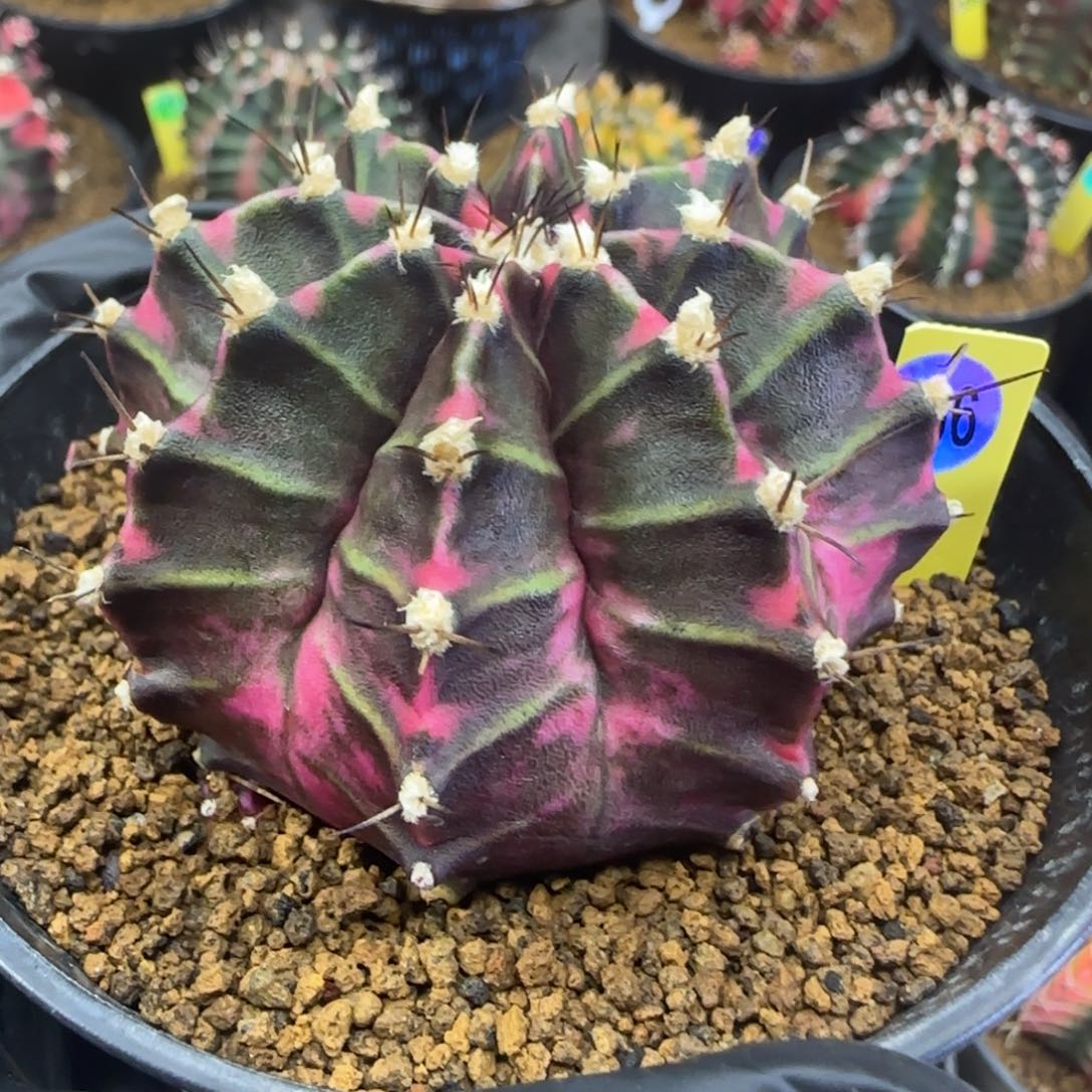 193号泰系侧芽福利价