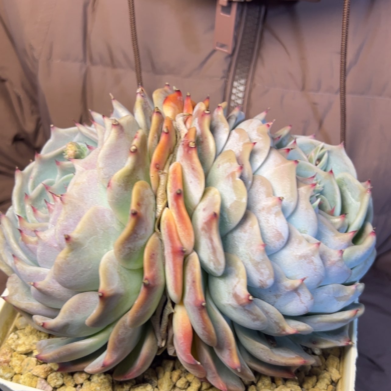 【闪购商品】皮卡丘杂多肉36.8