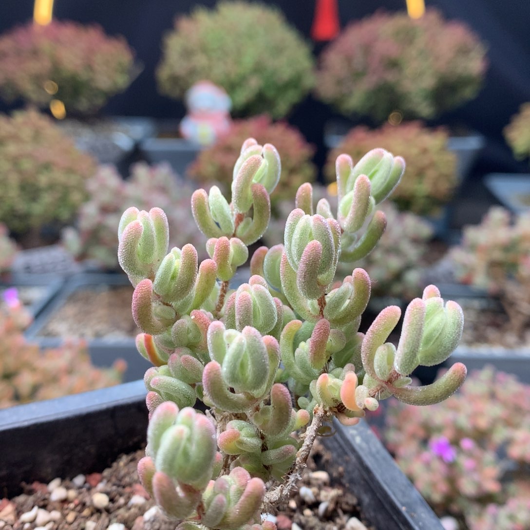 B348橙叶锦枝干番杏