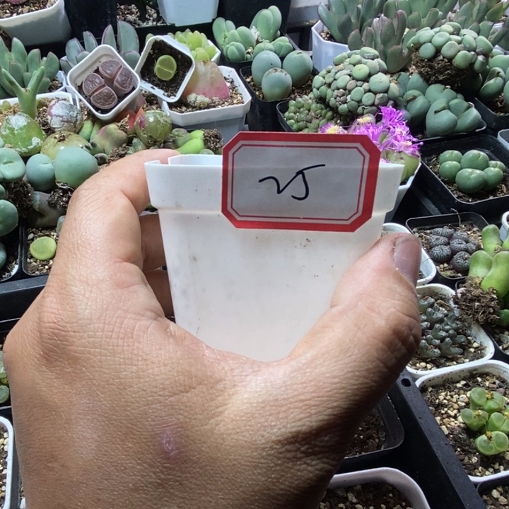 固****26665666669999999999998