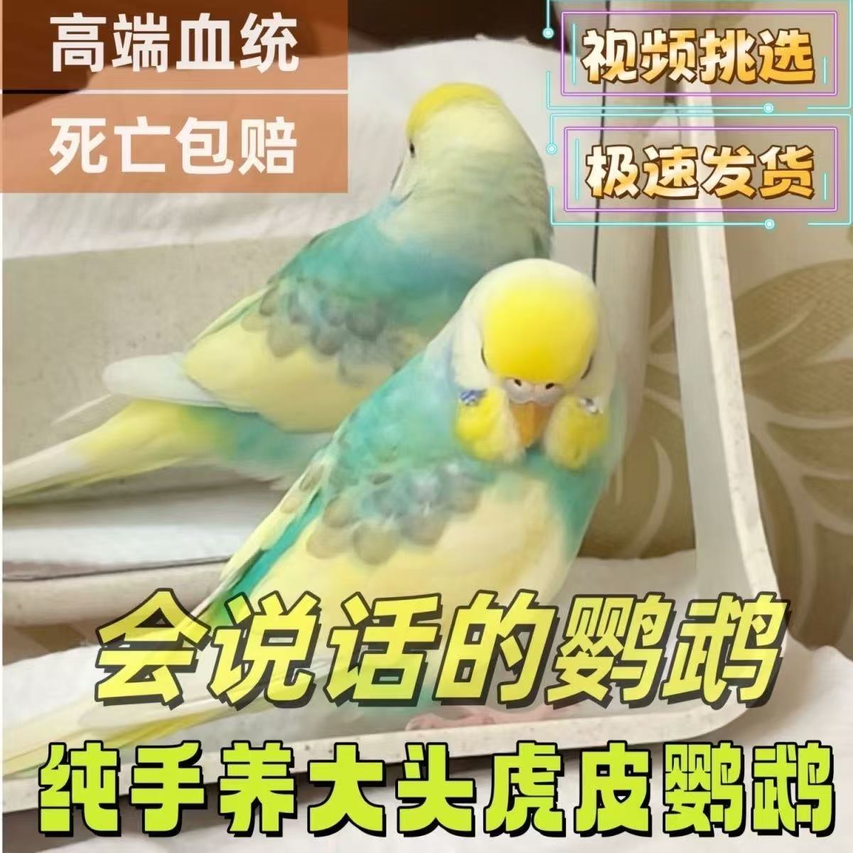 特色大头虎皮鹦鹉亲人手养鸟亲人观赏陪伴鸟鹦鹉大头虎皮牡丹玄凤