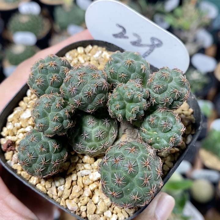 229号群生足球团扇6.5cm