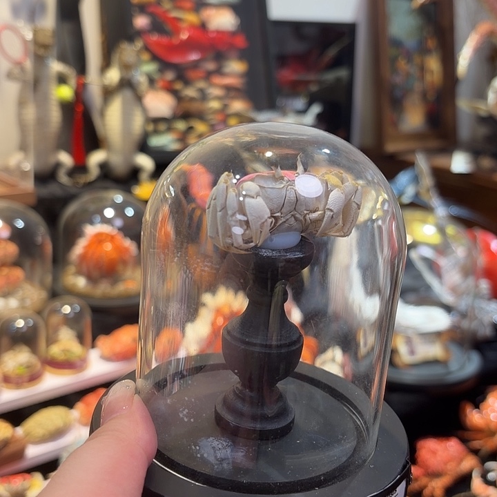 真实大眼萌蟹标本