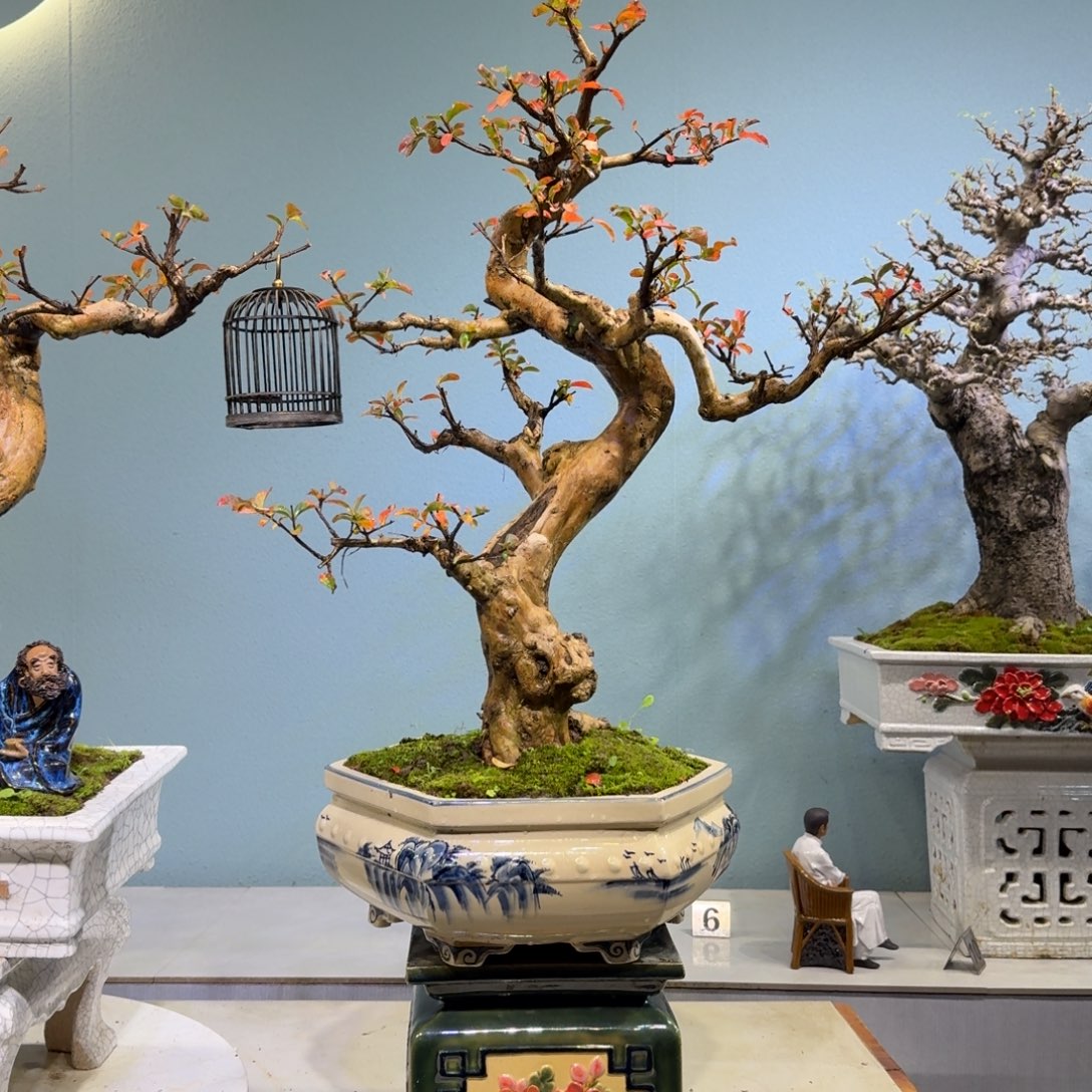 用***0无花朵紫薇盆景700