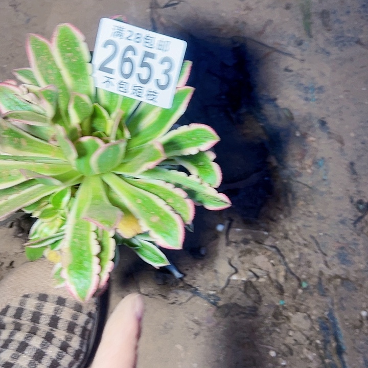 2653 多肉植物多肉法师法师