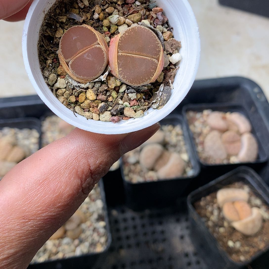 A188多肉植物保护研究所