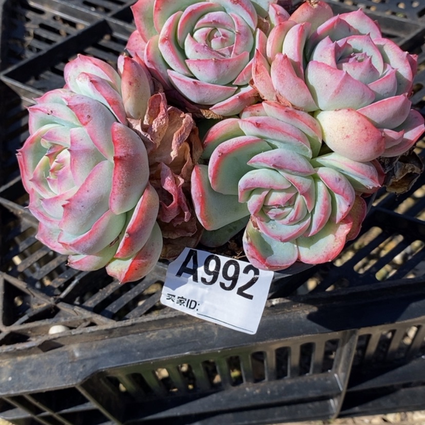 【闪购商品】虎****汇多肉植物