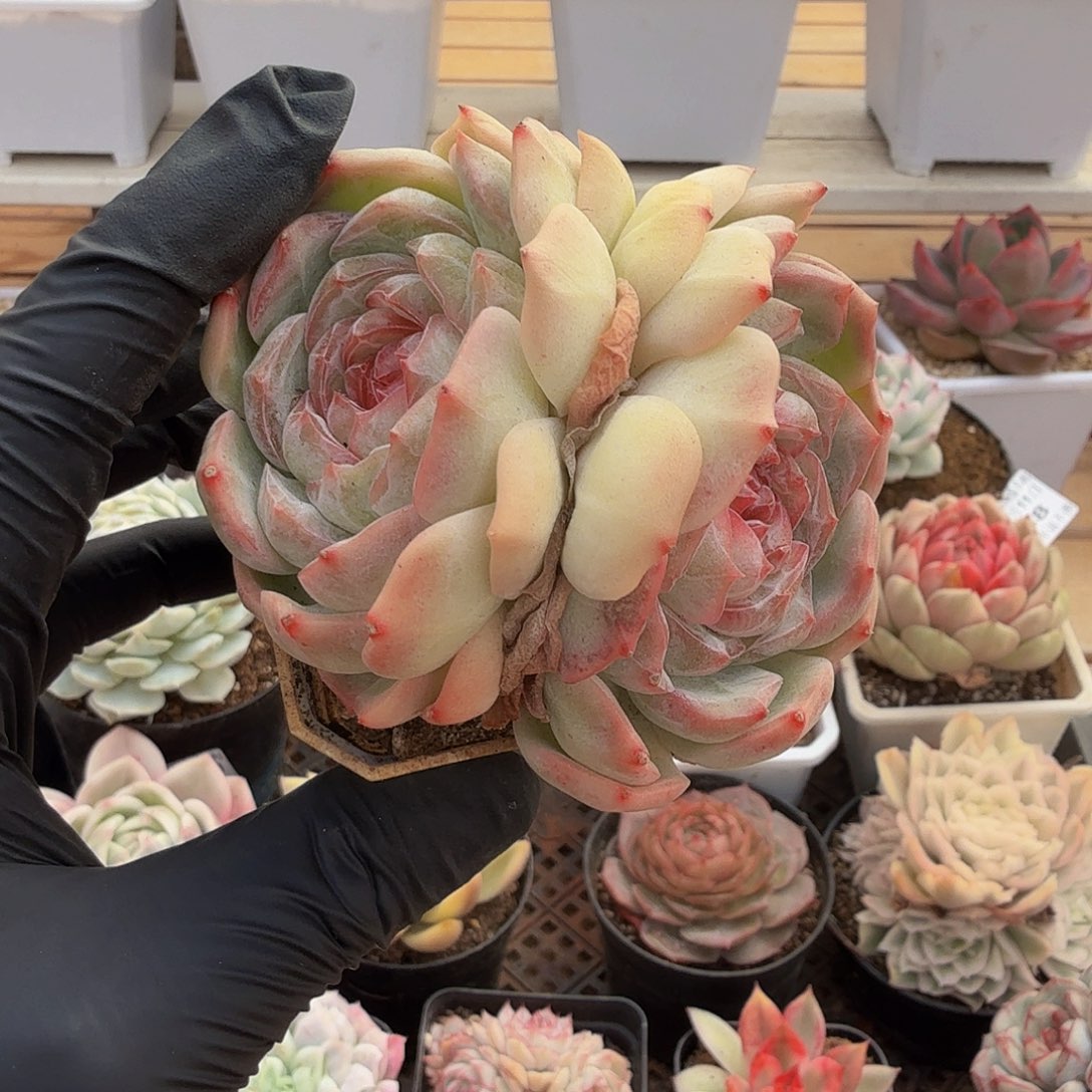 1211-50不知名双头