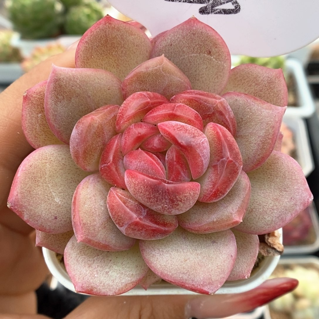 琴心可拍426号。    