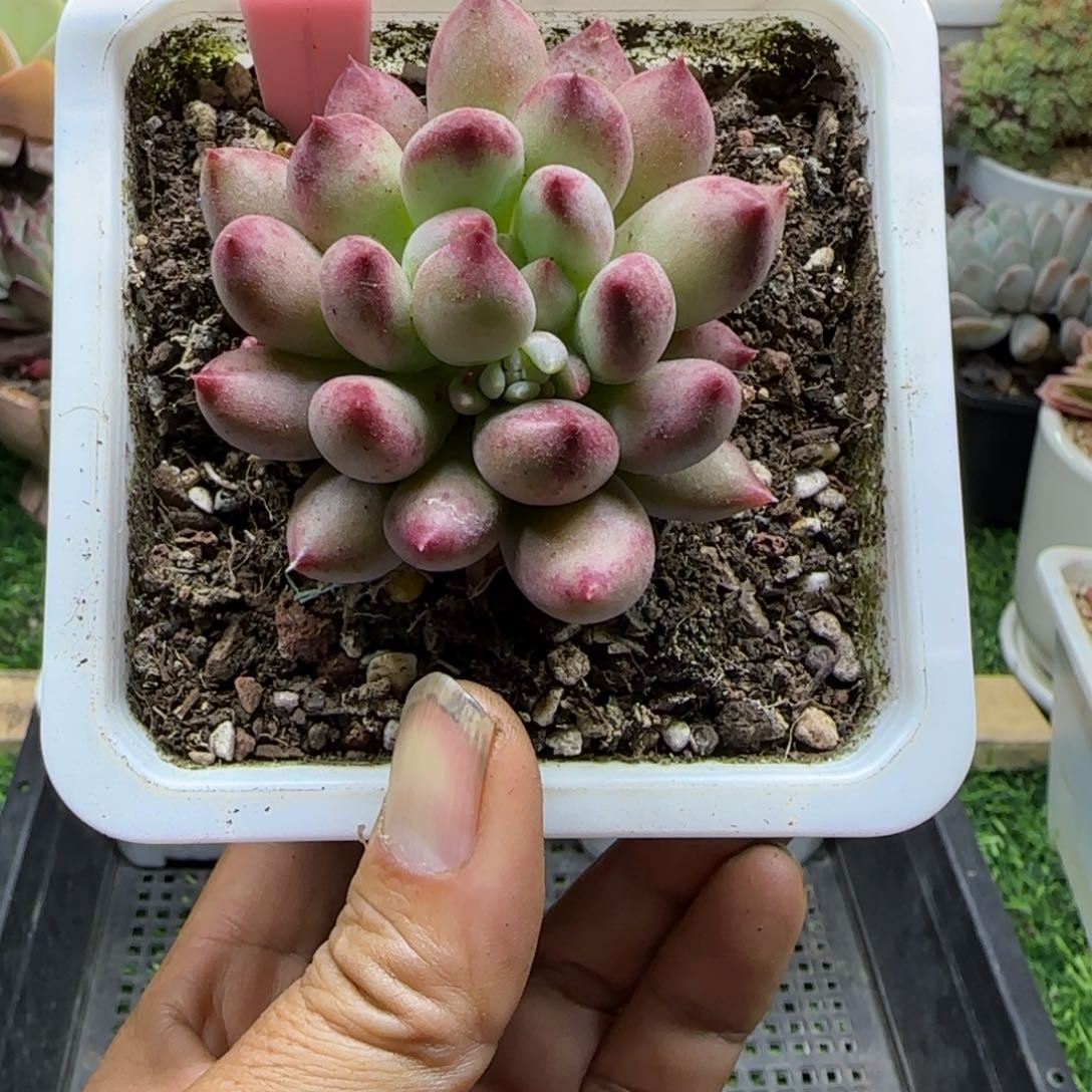 锦安精品多肉植物223