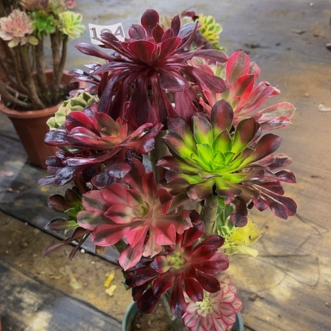 法师嫁接的时候就会有194