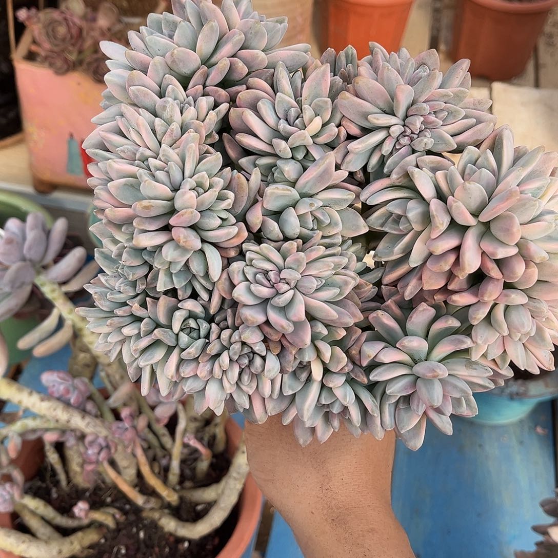 星***火淡雪景棒棒糖46多肉植物