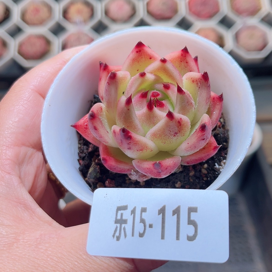 乐15-115 蓝龙单头 